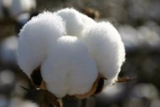 棉花是植物吗