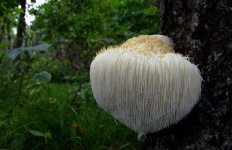 猴头菇图片及其功效