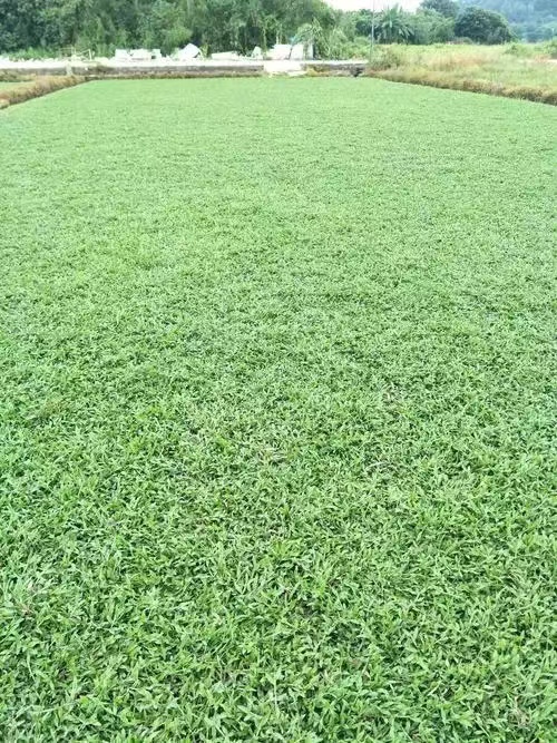 大叶油草