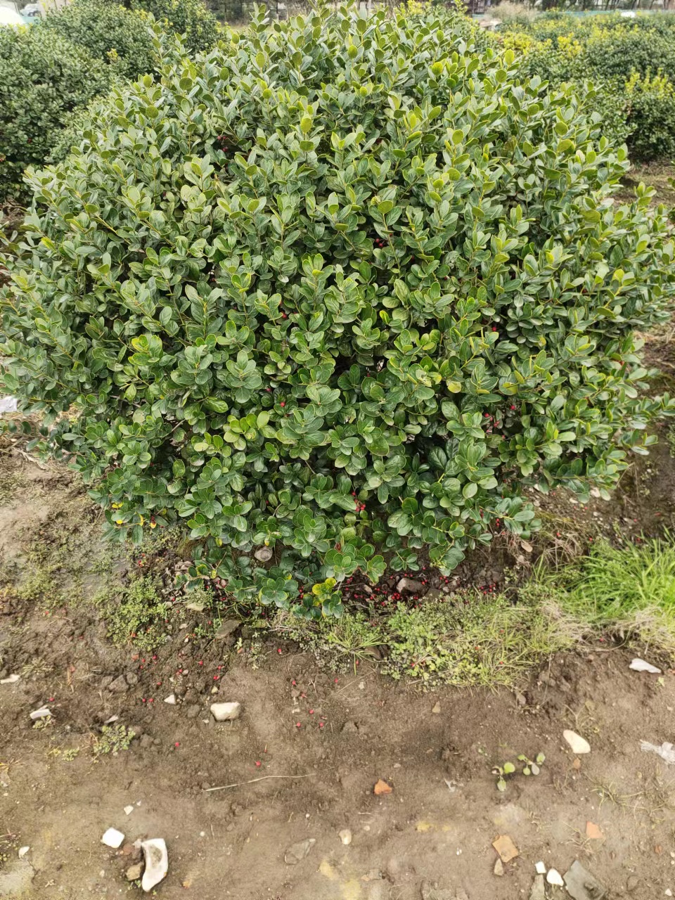 无刺枸骨球