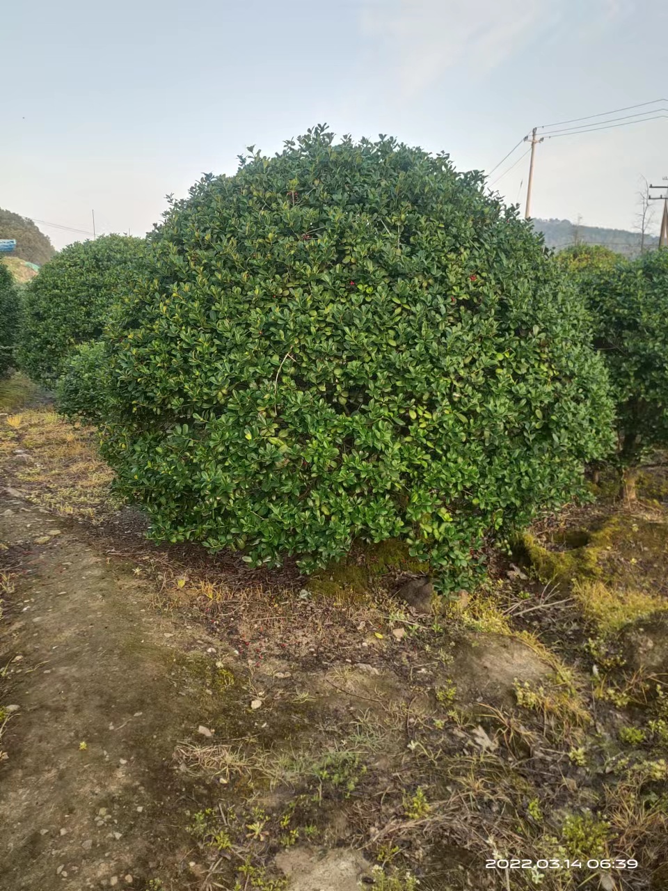 无刺枸骨球