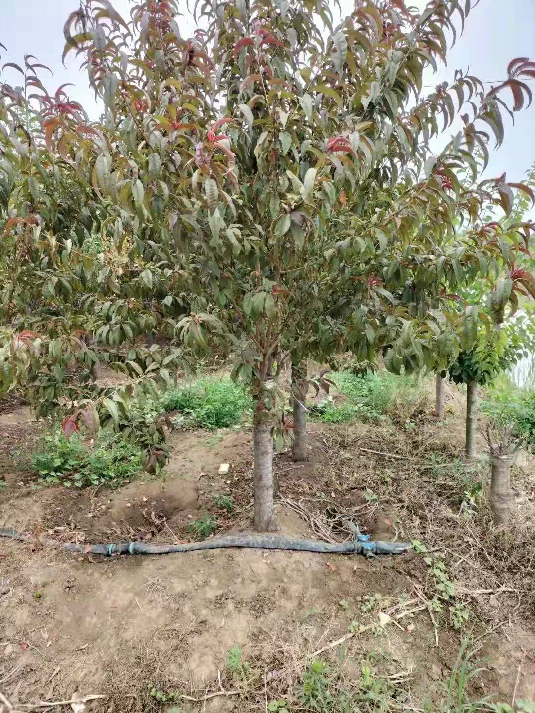 红叶碧桃