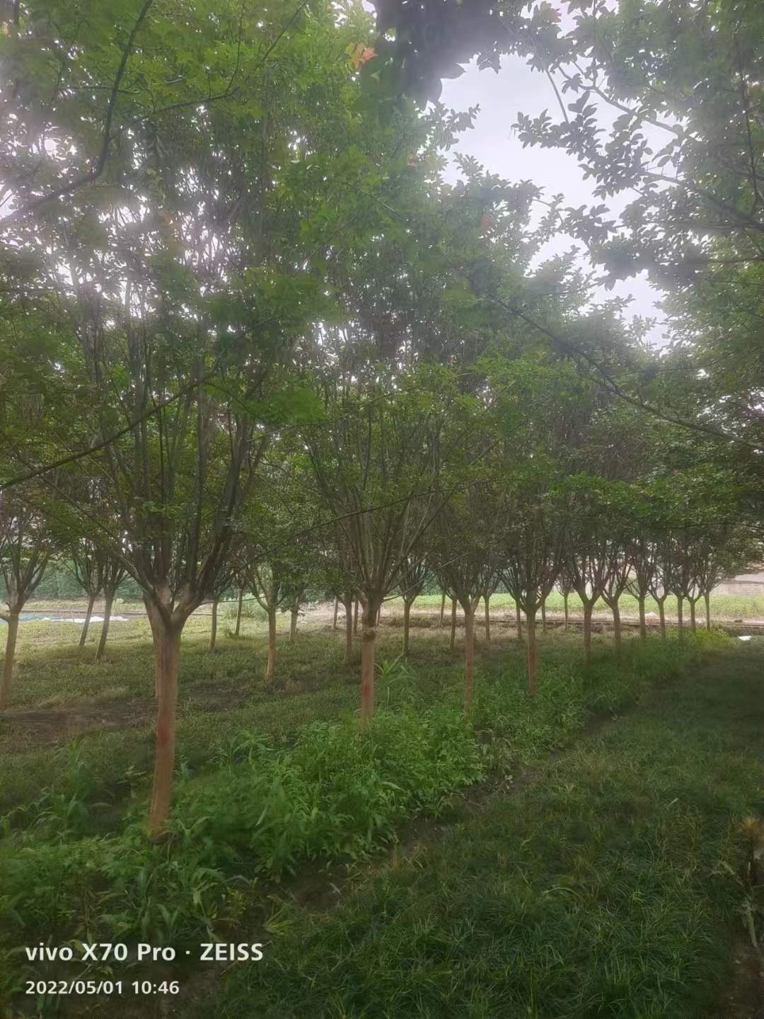 <a href='https://www.861230.com/guanhuazhiwu/3189.html' target='_blank'><u>紫薇</u></a>