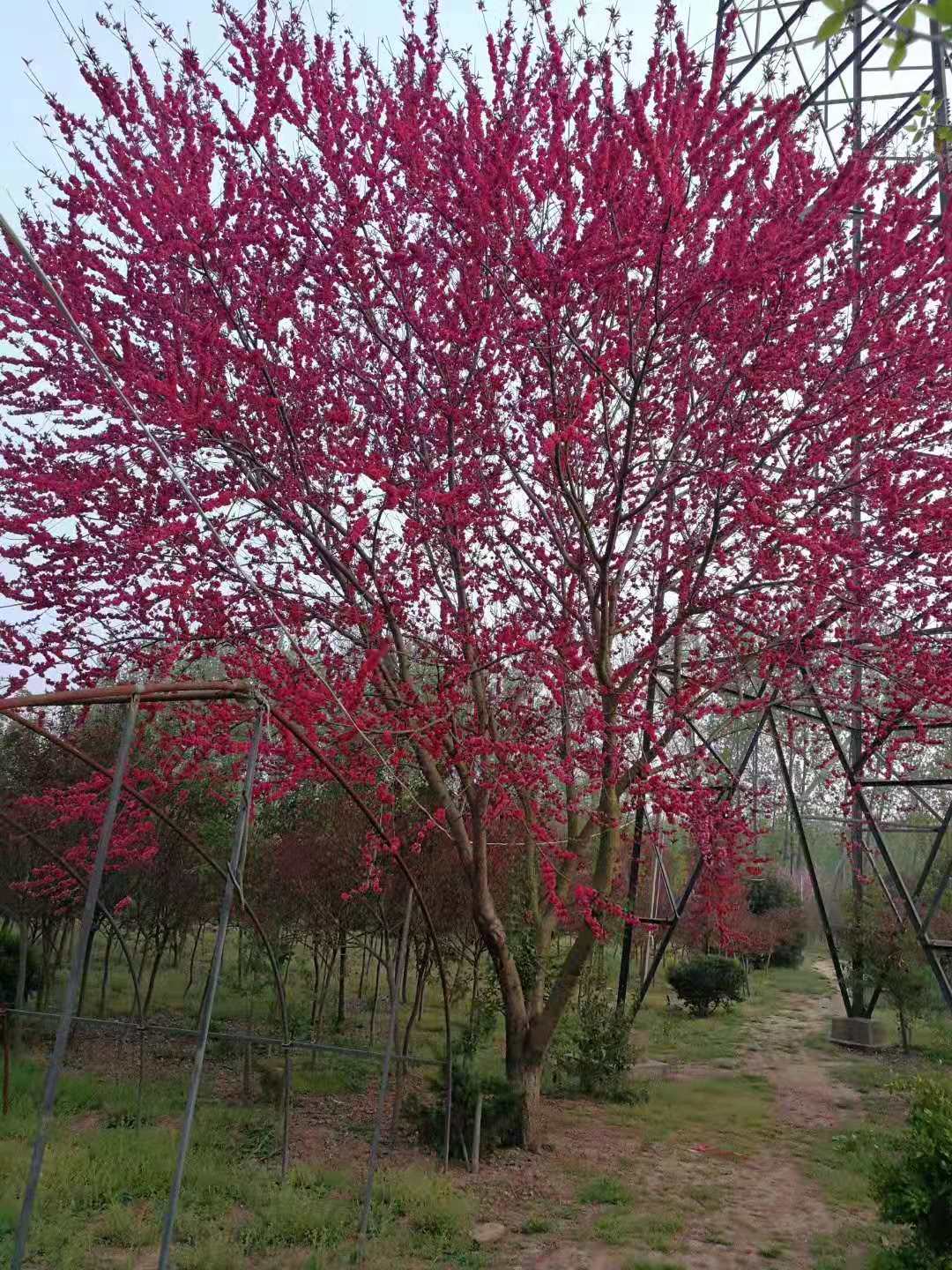 红叶碧桃