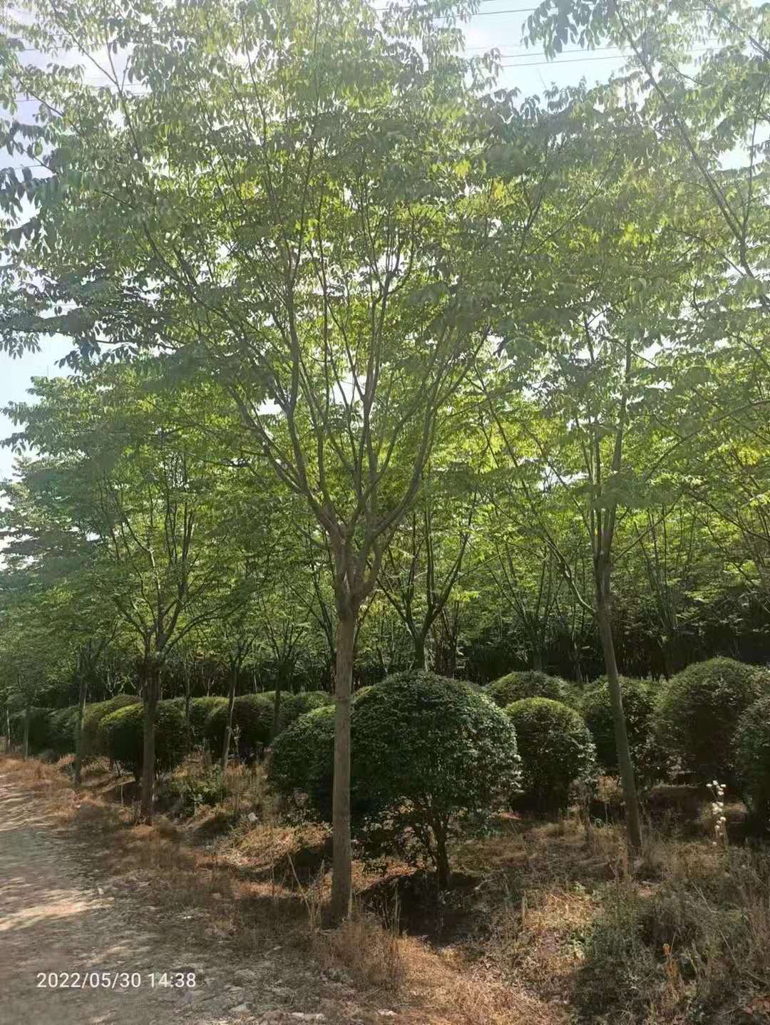 栾树