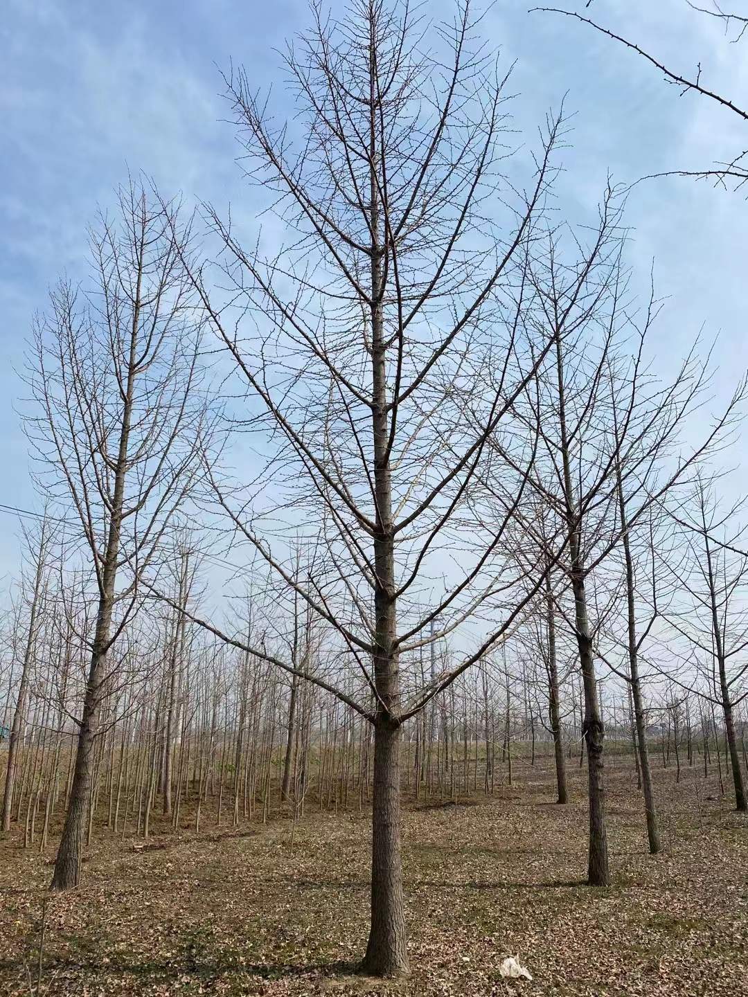 银杏