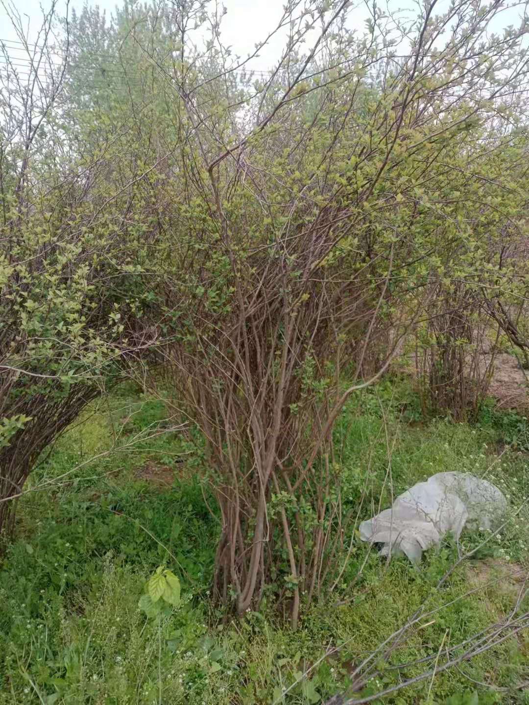 <a href='https://www.861230.com/guanhuazhiwu/6743.html' target='_blank'><u>珍珠梅</u></a>