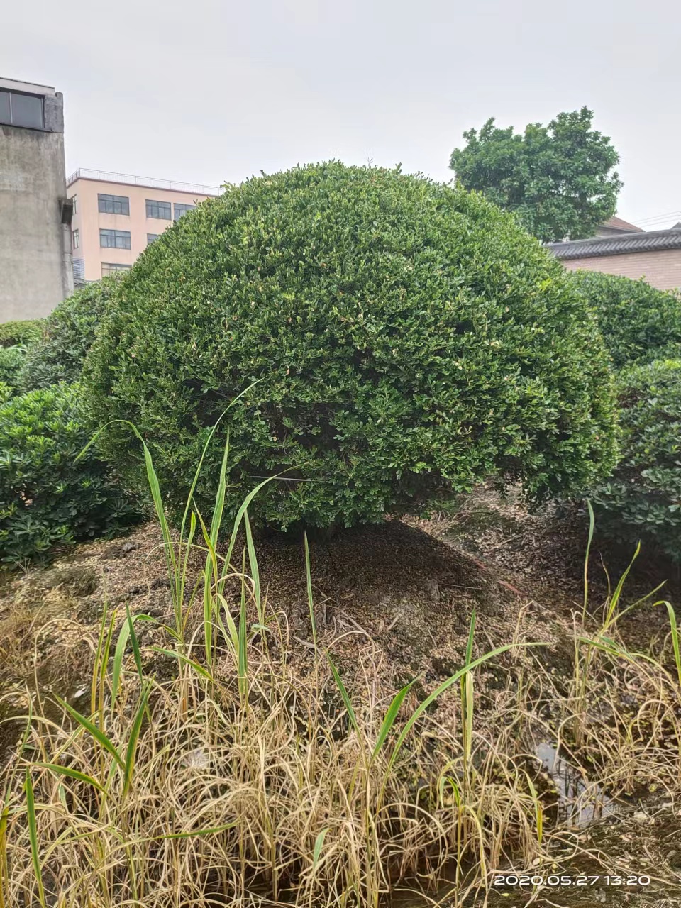 瓜子黄杨球