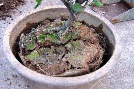 换盆 换盆