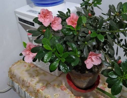åæ¹æé¹è±æ¾å¨çªå°ä¸æ¯ä¸æ¯ä¼å»å¹²