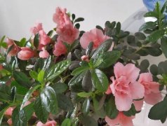 北方杜鹃花放在窗台上是不是会冻干