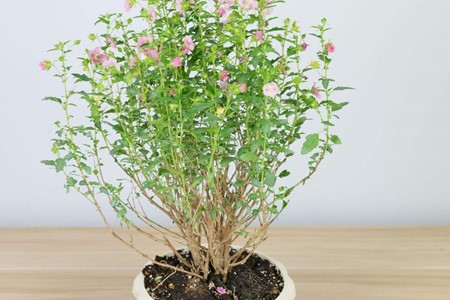 小<a href='https://www.861230.com/guanhuazhiwu/6626.html' target='_blank'><u>木槿</u></a> 小<a href='https://www.861230.com/guanhuazhiwu/6626.html' target='_blank'><u>木槿</u></a>