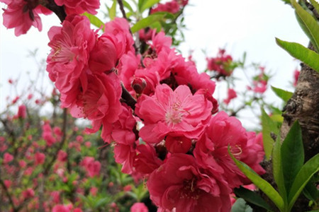 <a href='https://www.861230.com/guanhuazhiwu/12.html' target='_blank'><u>桃花</u></a>