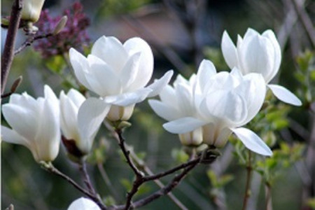 <a href='https://www.861230.com/guanhuazhiwu/6633.html' target='_blank'><u>玉兰花</u></a>