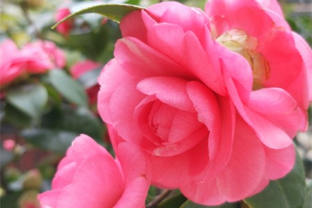 <a href='https://www.861230.com/guanhuazhiwu/6633.html' target='_blank'><u>玉兰花</u></a>