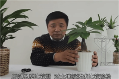 发财树的养殖方法和注意事项