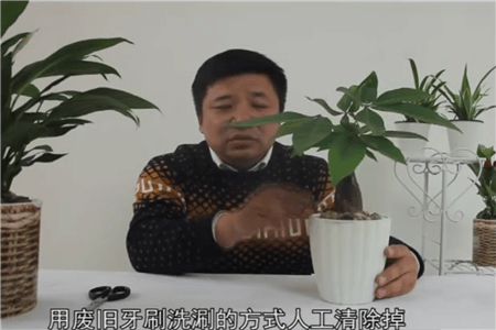 发财树的病虫害