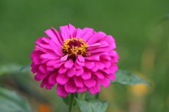色彩艳丽的百日草花图片