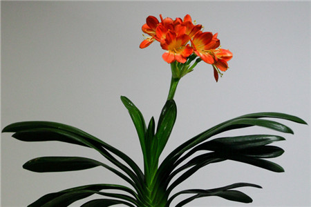 漂亮的<a href='https://www.861230.com/guanhuazhiwu/6588.html' target='_blank'><u>君子兰</u></a>