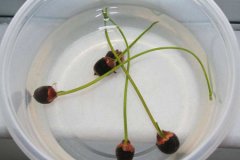碗莲的种植方法