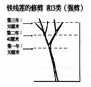 第三类修剪方式（强剪）： 强度修剪，保存2至3对芽的高度 （约20-50厘米）。
