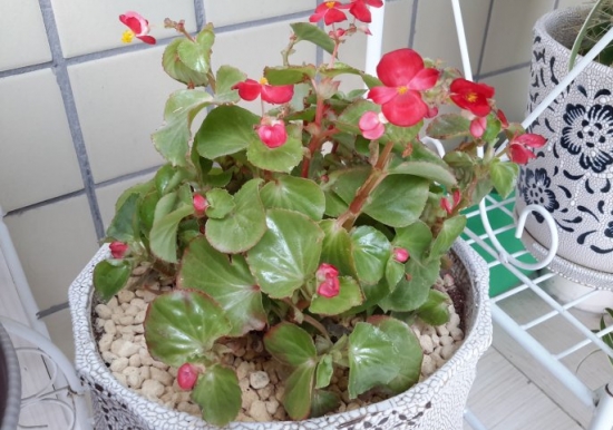 小白养花适合养甚么花