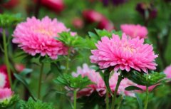 绽放粉色翠菊
