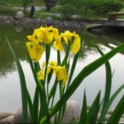 黄花鸢尾