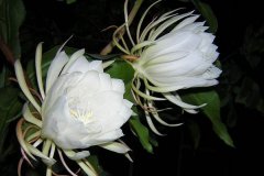 昙花的花语
