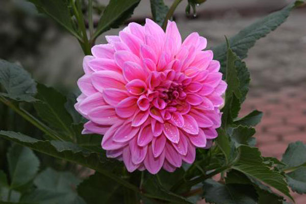 大丽花的花语