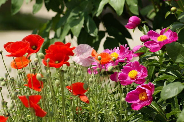 <a href='https://www.861230.com/guanhuazhiwu/6657.html' target='_blank'><u>虞美人</u></a>的花语