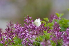 丁香花的花语