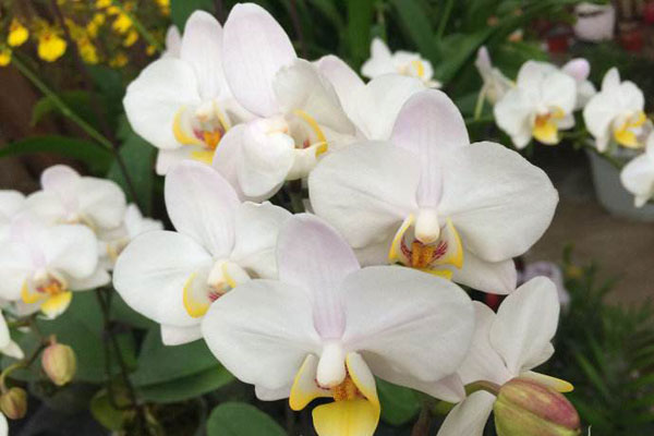 白花<a href='https://www.861230.com/guanhuazhiwu/6598.html' target='_blank'><u>蝴蝶兰</u></a>花语