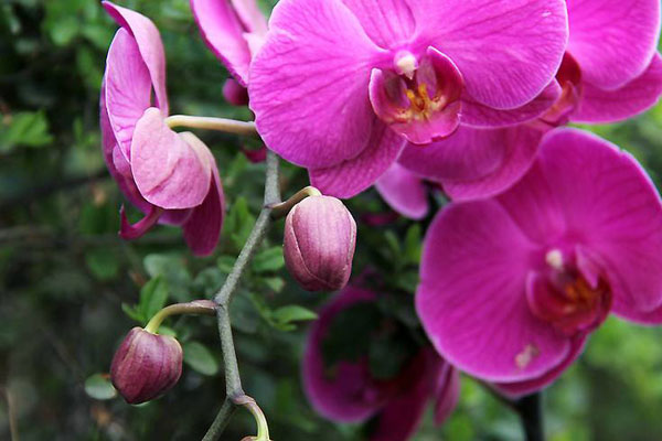 红心<a href='https://www.861230.com/guanhuazhiwu/6598.html' target='_blank'><u>蝴蝶兰</u></a>花语