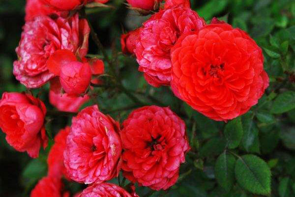 深红色<a href='https://www.861230.com/guanhuazhiwu/6629.html' target='_blank'><u>蔷薇花</u></a>花语