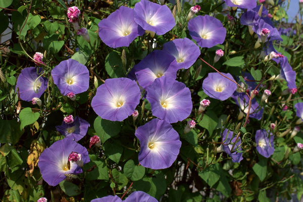 <a href='https://www.861230.com/guanhuazhiwu/6858.html' target='_blank'><u>牵牛花</u></a>的花语