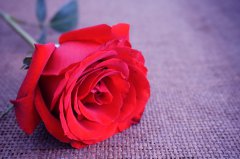 红玫瑰的花语