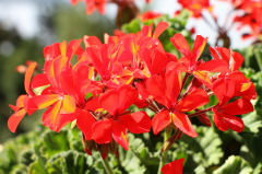 热烈盛开的红色天竺葵图片