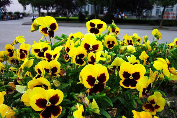 <a href='https://www.861230.com/guanhuazhiwu/6601.html' target='_blank'><u>三色堇</u></a>的花语