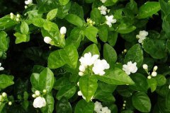 茉莉花的花语