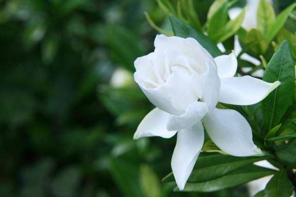 <a href='https://www.861230.com/guanhuazhiwu/11.html' target='_blank'><u>栀子花</u></a>的花语