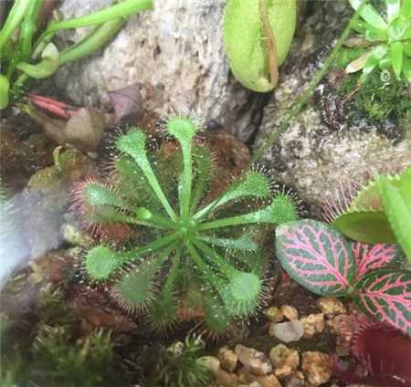 20种花塞进1个玻璃瓶，叶子突突冒水，美的不像样！