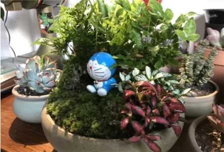 20种花塞进1个玻璃瓶，叶子突突冒水，美的不像样！