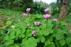 四叶草的花语