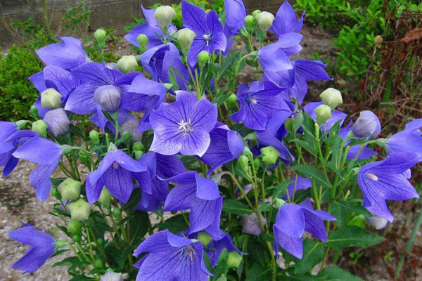 <a href='https://www.861230.com/guanhuazhiwu/41.html' target='_blank'><u>桔梗花</u></a>的花语