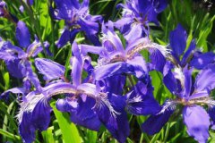 紫色鸢尾花花语