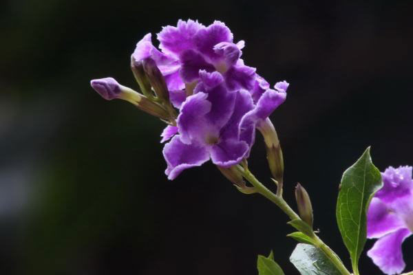 紫色紫罗<a href='https://www.861230.com/guanhuazhiwu/6593.html' target='_blank'><u>兰花</u></a>语
