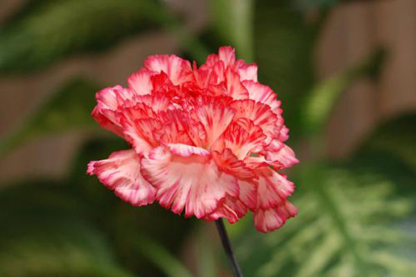 粉色<a href='https://www.861230.com/guanhuazhiwu/49.html' target='_blank'><u>康乃馨</u></a>的花语