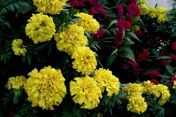 黄色<a href='https://www.861230.com/guanhuazhiwu/49.html' target='_blank'><u>康乃馨</u></a>的花语