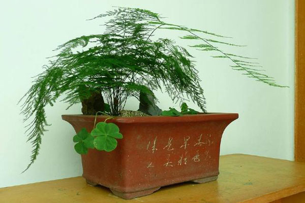 文竹的花语